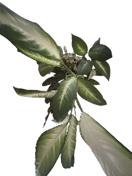 Plant